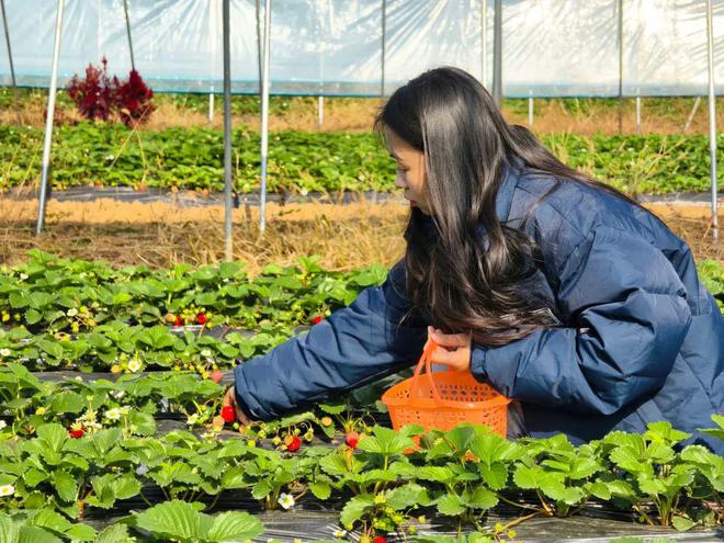 哇塞！蔡甸草莓采摘季開啟超全攻略速看→(圖1)