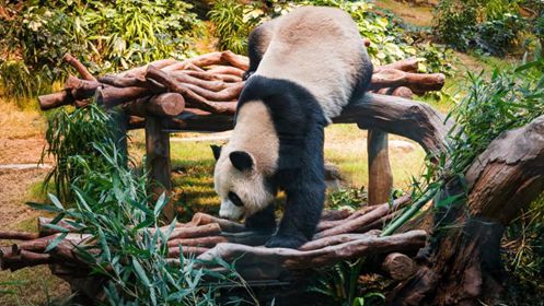 香港新春親子游遛娃攻略請查收！(圖7)